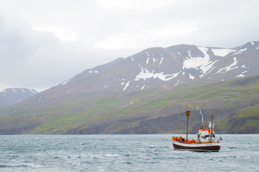 Two boats in close radio connection to spot whales, the gentle giants of the sea © Coupleofmen.com