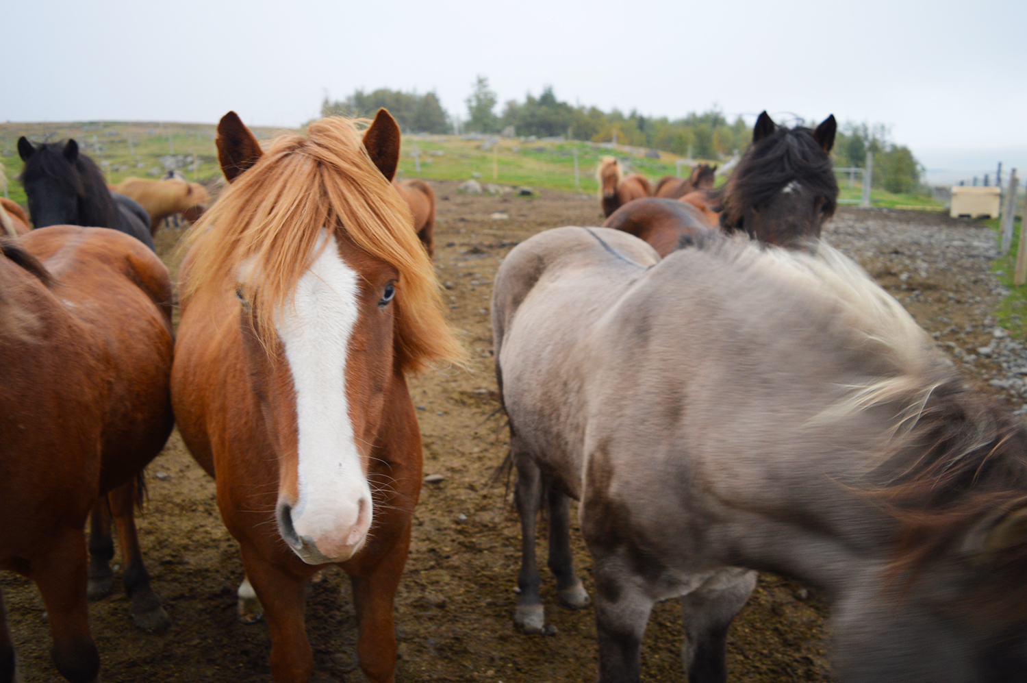 Lovely, peaceful and heel gezellig - Icelandic horses © Coupleofmen.com