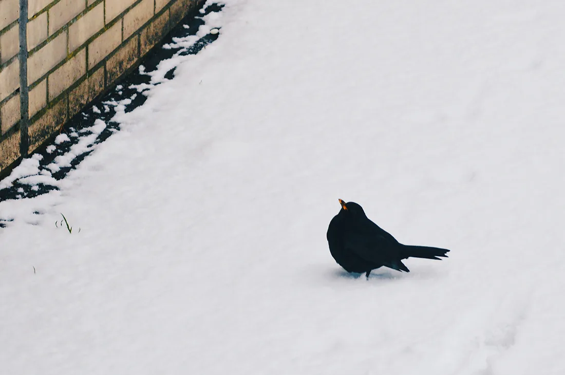 Snow in Amsterdam: Our Dutch Winter Day in the capital of The Netherlands | © CoupleofMen.com
