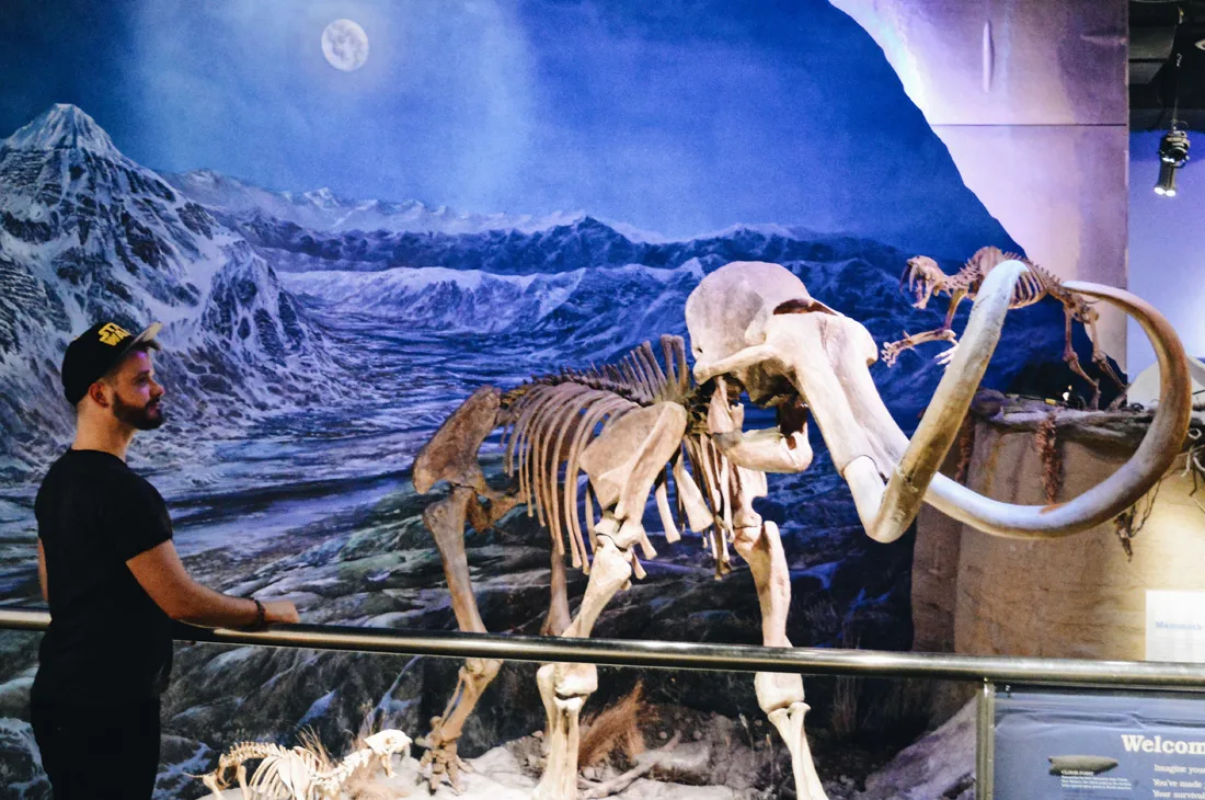 Skeleton of a mammoth | Royal Tyrrell Museum Palaeontology Drumheller Alberta Canada © CoupleofMen.com
