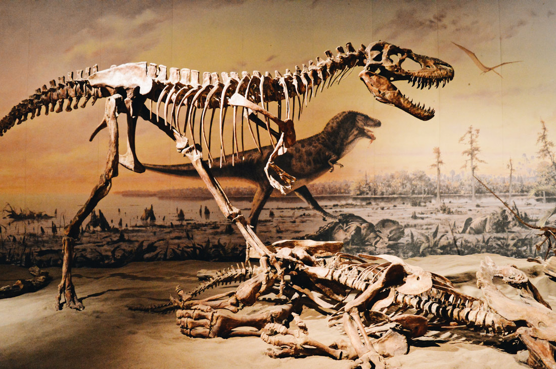 Albertosaurus | Dinosaurs Royal Tyrrell Museum Palaeontology Drumheller Alberta Canada © CoupleofMen.com