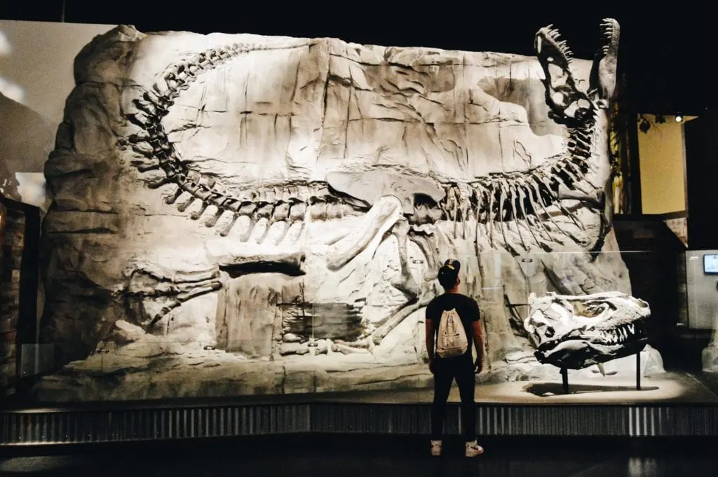 A real fossilized T-Rex Skeleton | Dinosaurs at Royal Tyrrell Museum in Drumheller, Alberta © CoupleofMen.com