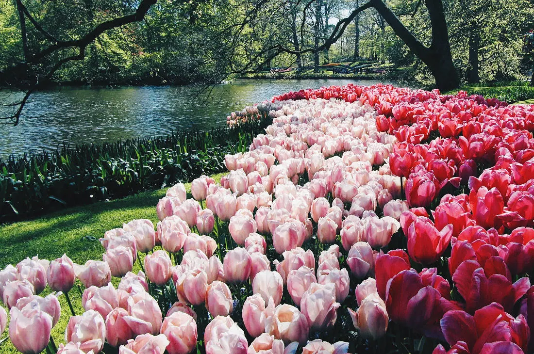 Wow - stunning tulip fields | Keukenhof Tulip Blossom Holland