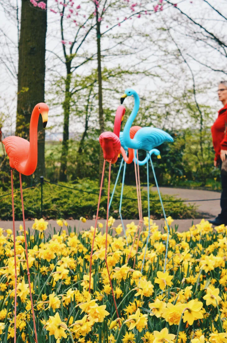 Good for you if you have long legs like the flamingos here | Keukenhof Tulip Blossom Holland © Coupleofmen.com