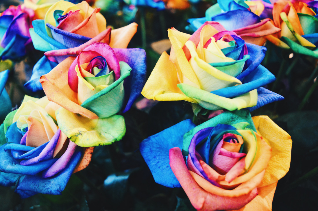 Rainbow Roses - How is that even possible? | Keukenhof Tulip Blossom Holland © Coupleofmen.com