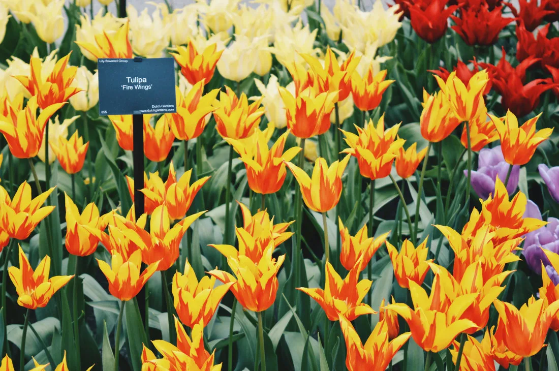 Red Yellow Fire Wings - Tulips in all possible color combinations | Keukenhof Tulip Blossom Holland © Coupleofmen.com