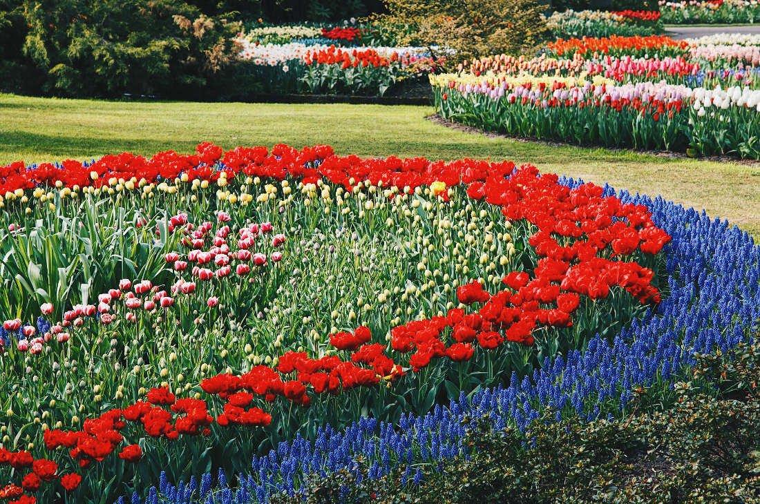 Blue, red, yellow, pink, white - Spring arrives in West Holland | Keukenhof Tulip Blossom Holland