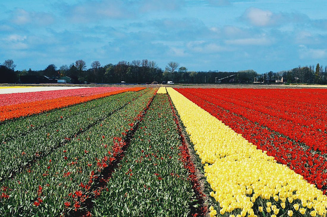 Wide flower and tulip fields all over the Netherlands | Keukenhof Tulip Blossom Holland