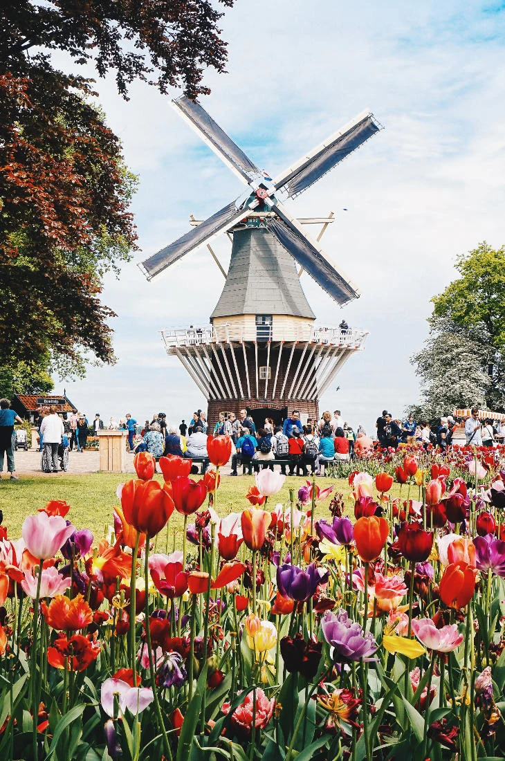 One of the main attractions is the windmill | Keukenhof Tulip Blossom Holland