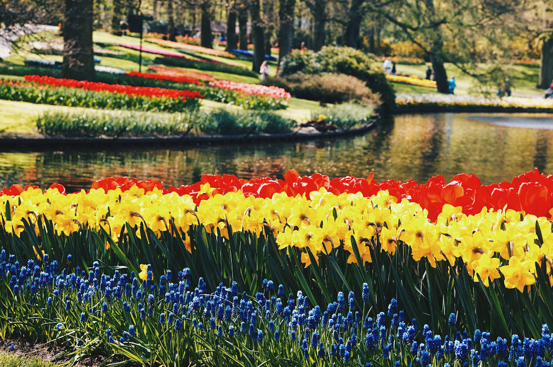 Colors, waters and sun - the best mix for a flower day outdoors | Keukenhof Tulip Blossom Holland