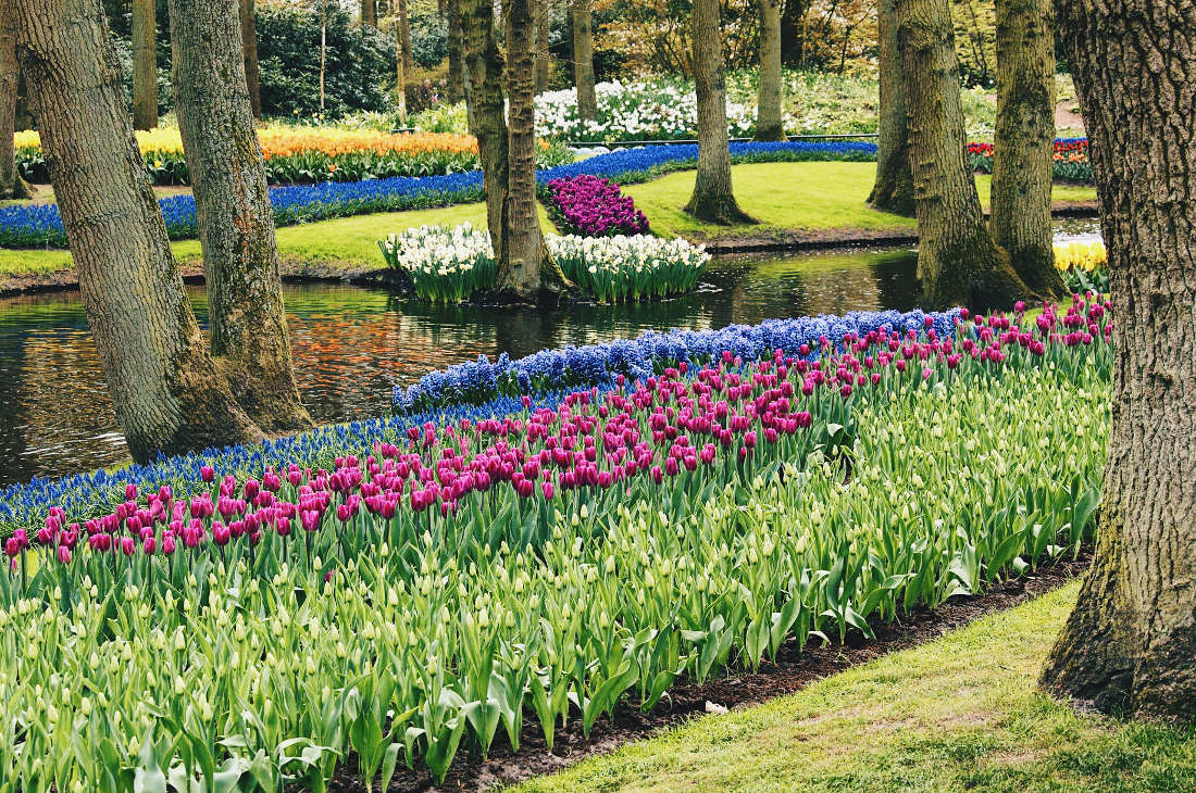 Flower park Kuekenhof at its best | Keukenhof Tulip Blossom Holland