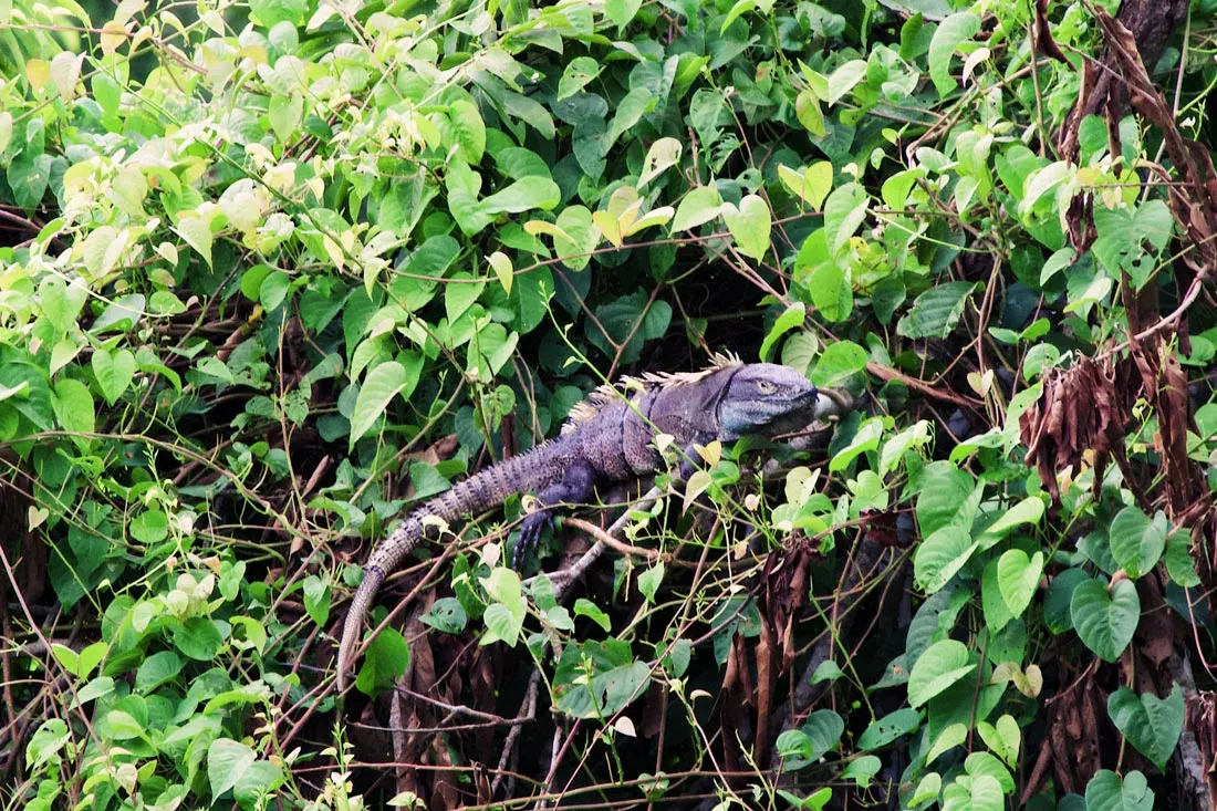 Gay Travel Journal Costa Rica A black Ctenosaur Iguana laying around to get some sun | Gay-friendly Costa Rica © Coupleofmen.com