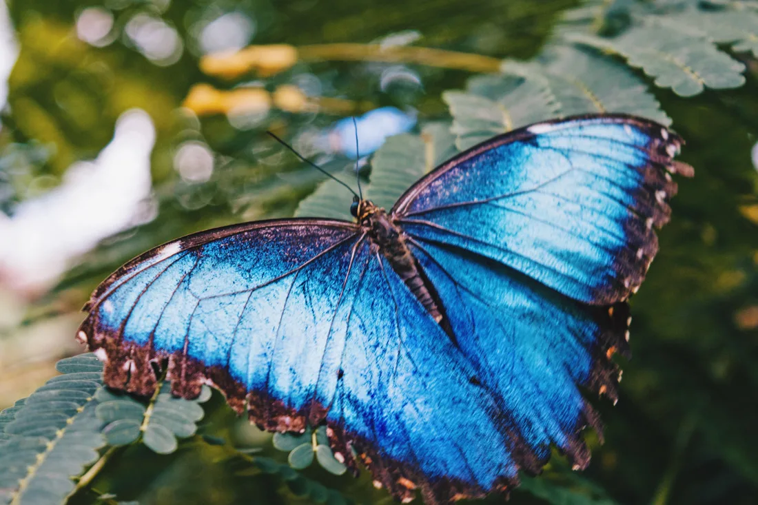 Gay Travel Journal Costa Rica One of the most famous animals of Costa Rica - the Blue Butterfly Menelaus Blue Morpho | Gay-friendly Costa Rica © Coupleofmen.com