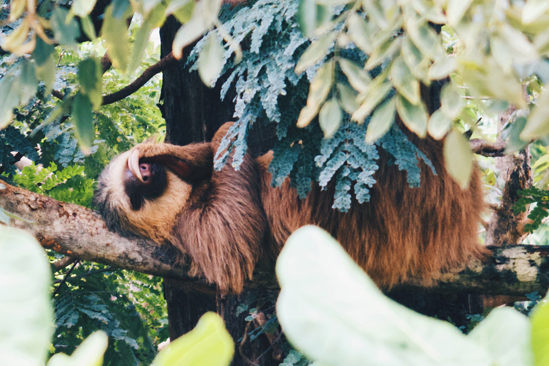 Gay Travel Journal Costa Rica One of the famous Costa Rica animals: Our favorite shot of a Sloth | Gay-friendly Costa Rica © Coupleofmen.com