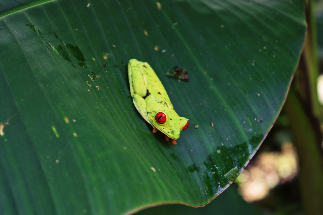 Gay Travel Journal Costa Rica So happy we saw a Red-Eyed Leaf (Tree) Frog in free nature | Gay-friendly Costa Rica © Coupleofmen.com