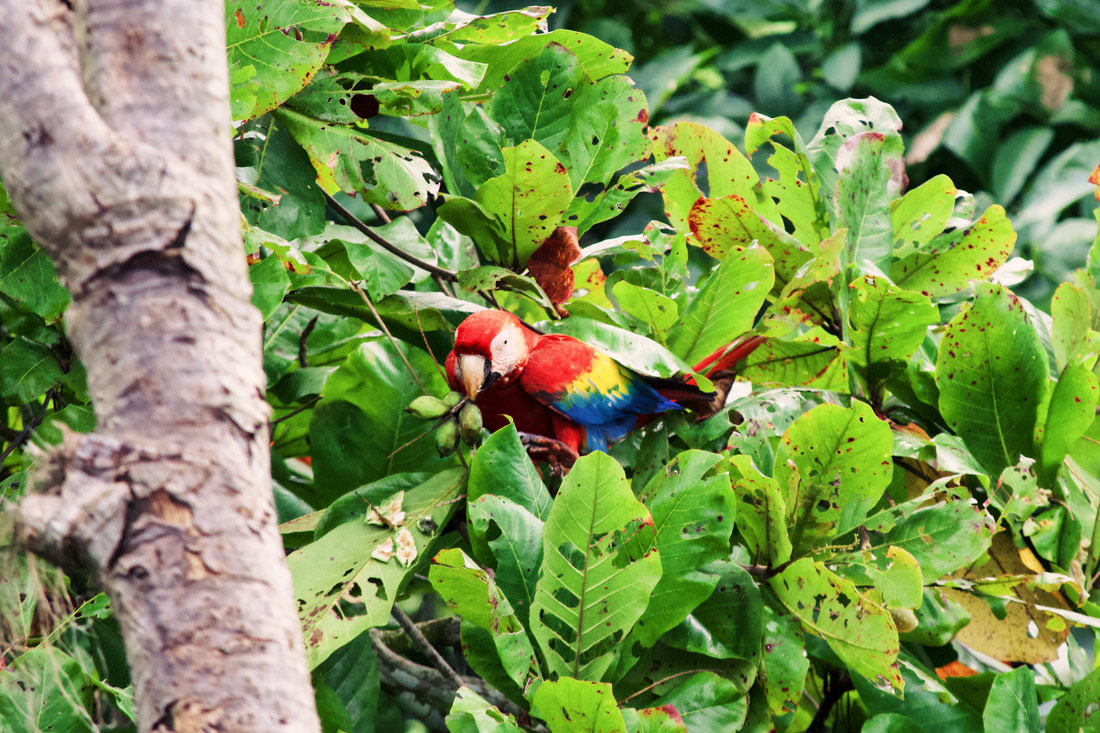 Gay Travel Journal Costa Rica Lunch view: Red Macaw in the Rainforest at the Pacific Coast | Gay-friendly Costa Rica © Coupleofmen.com