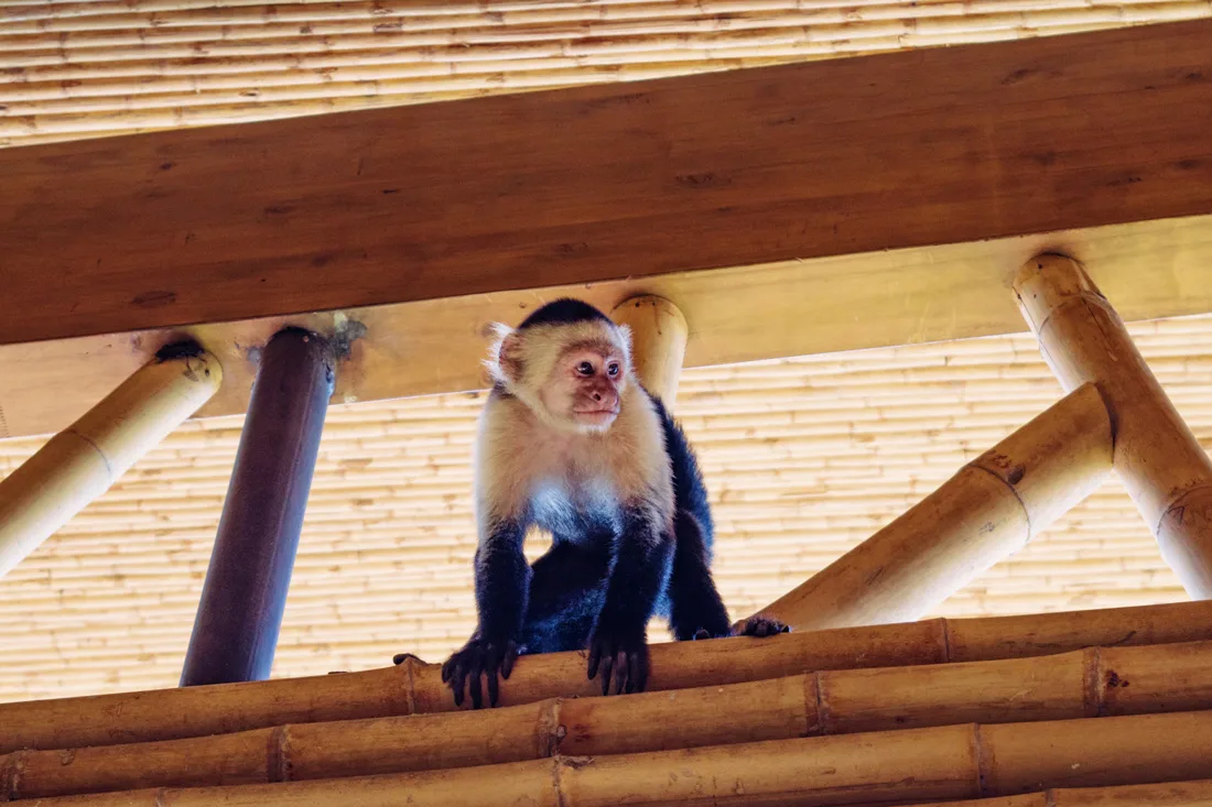 Gay Travel Journal Costa Rica Curious White-headed capuchin monkey trying to steal our breakfast | Gay-friendly Costa Rica © Coupleofmen.com