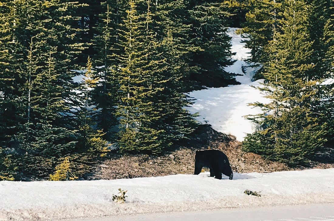 Snap of a Canadian Rocky Mountain Black Bear | Winter Road Trip Alberta Highlights Canadian Rocky Mountains © Coupleofmen.com