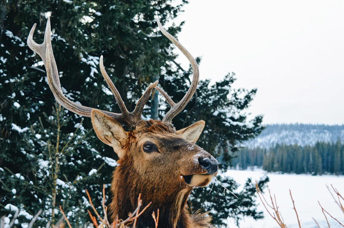 Close up of a Wapiti Bull with impressive antlers | Winter Road Trip Alberta Highlights Canadian Rocky Mountains © Coupleofmen.com