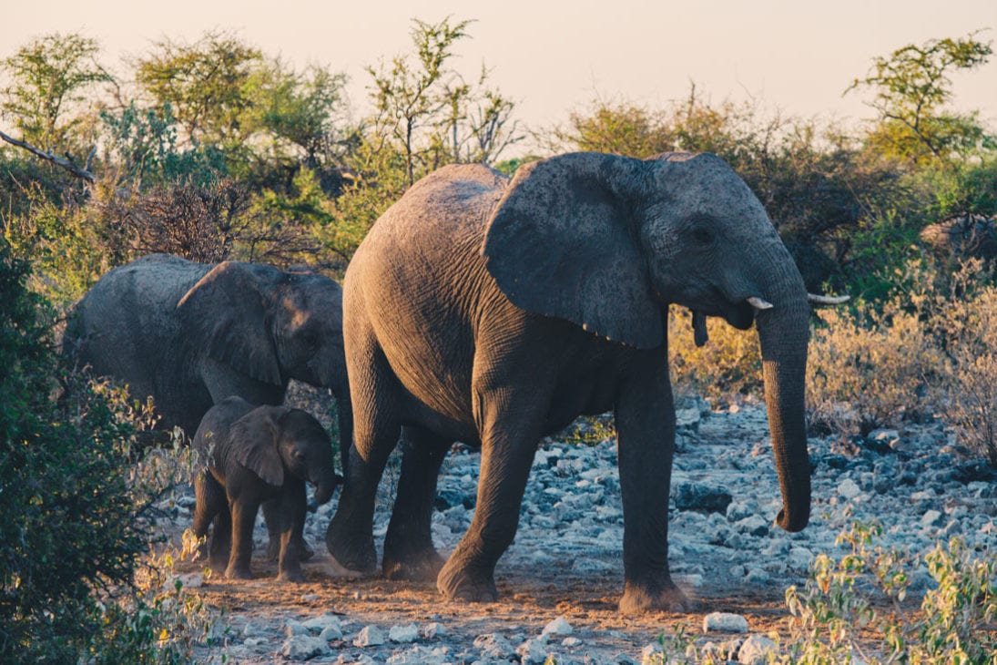 Good night everyone! After drinking at the waterhole, the Elephant family returns into the bushes protecting the little one at Etosha in Namibia © Coupleofmen.com