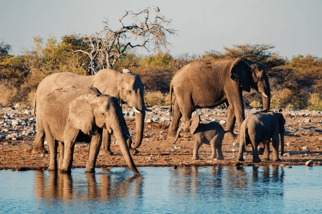 Elephant Family at the waterhole drinking by sunset at Etosha in Namibia © Coupleofmen.com