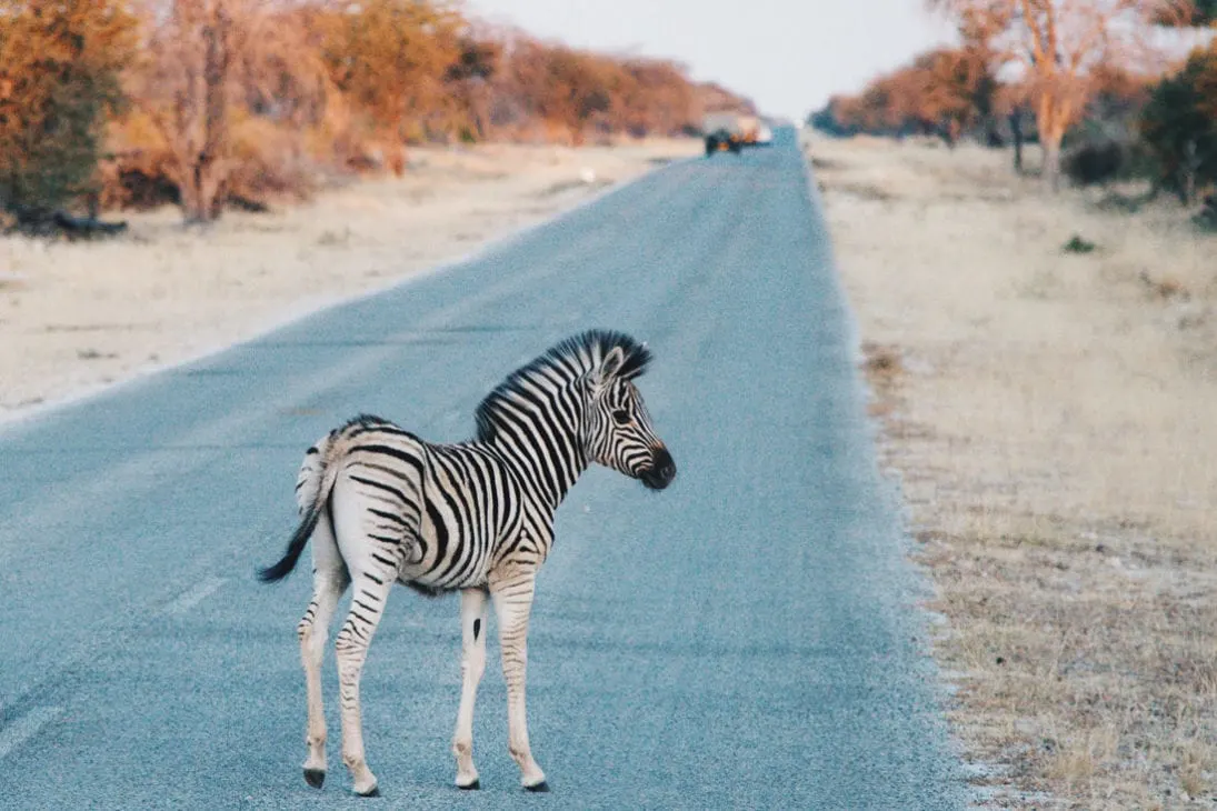 The cutest thing we met on our trip: A baby Zebra during sunrise going for breakfast with his mom at Etosha in Namibia © Coupleofmen.com