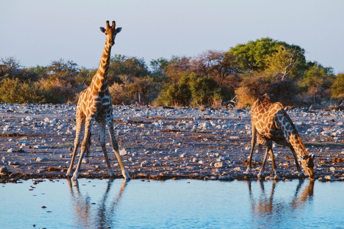 Two Giraffes drinking at a waterhole by sunset at Etosha in Namibia © Coupleofmen.com