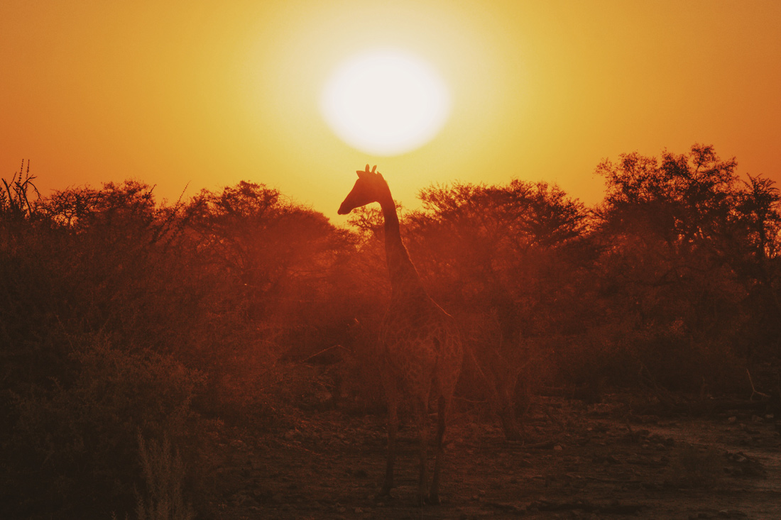 The money shot: Giraffe walking into the sunset at Etosha in Namibia © Coupleofmen.com