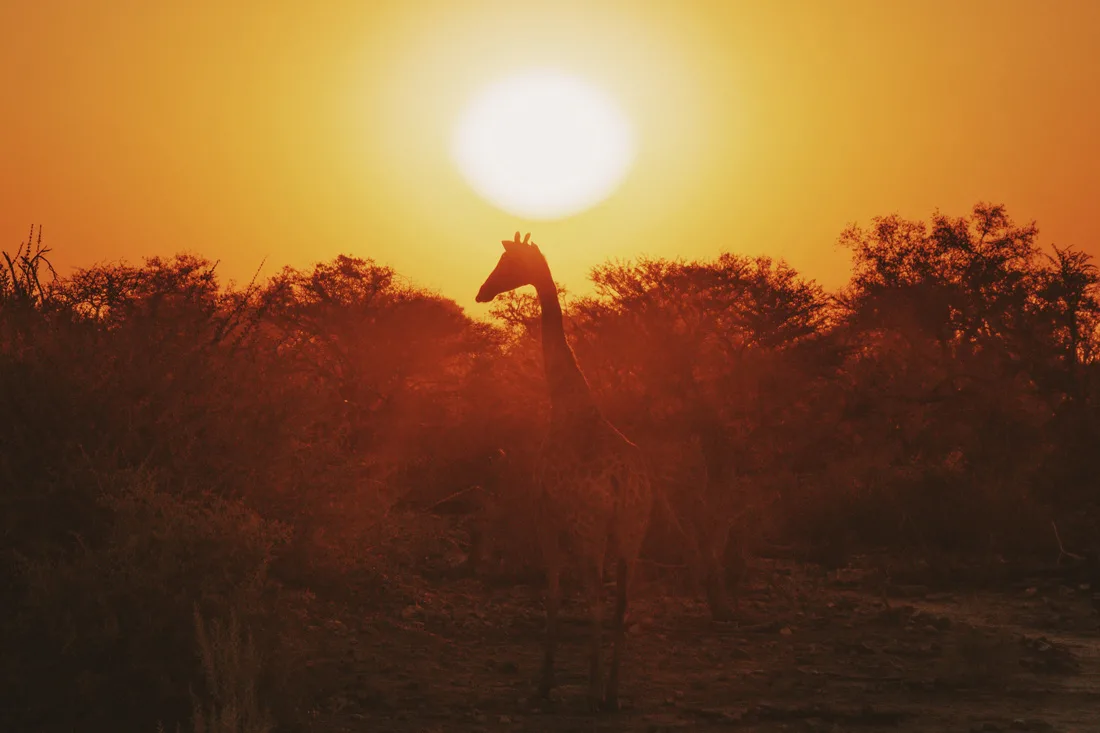 The money shot: Giraffe walking into the sunset at Etosha in Namibia © Coupleofmen.com