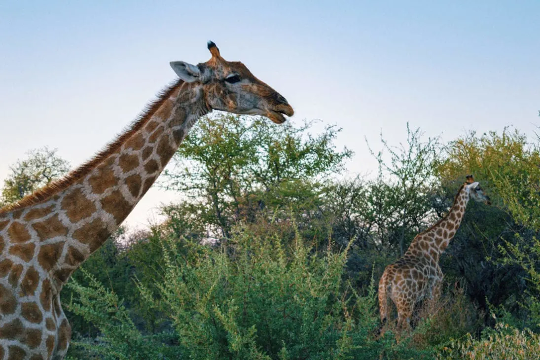 A group of Giraffes saying goodbye duringour first game drive while having dinner at Etosha in Namibia © Coupleofmen.com
