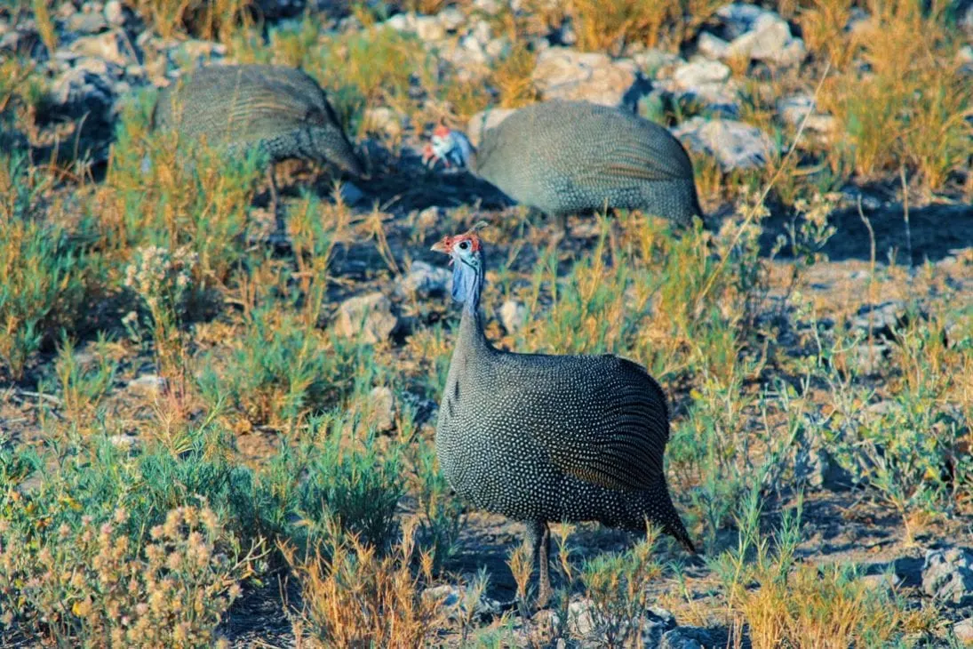 Daans favorites: The feisty Helmeted Guineafowl always walking in a big group at Etosha in Namibia © Coupleofmen.com