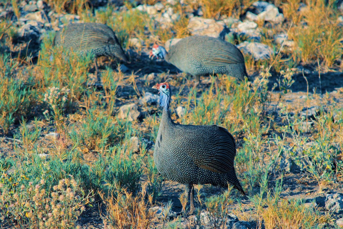 Daans favorites: The feisty Helmeted Guineafowl always walking in a big group at Etosha in Namibia © Coupleofmen.com