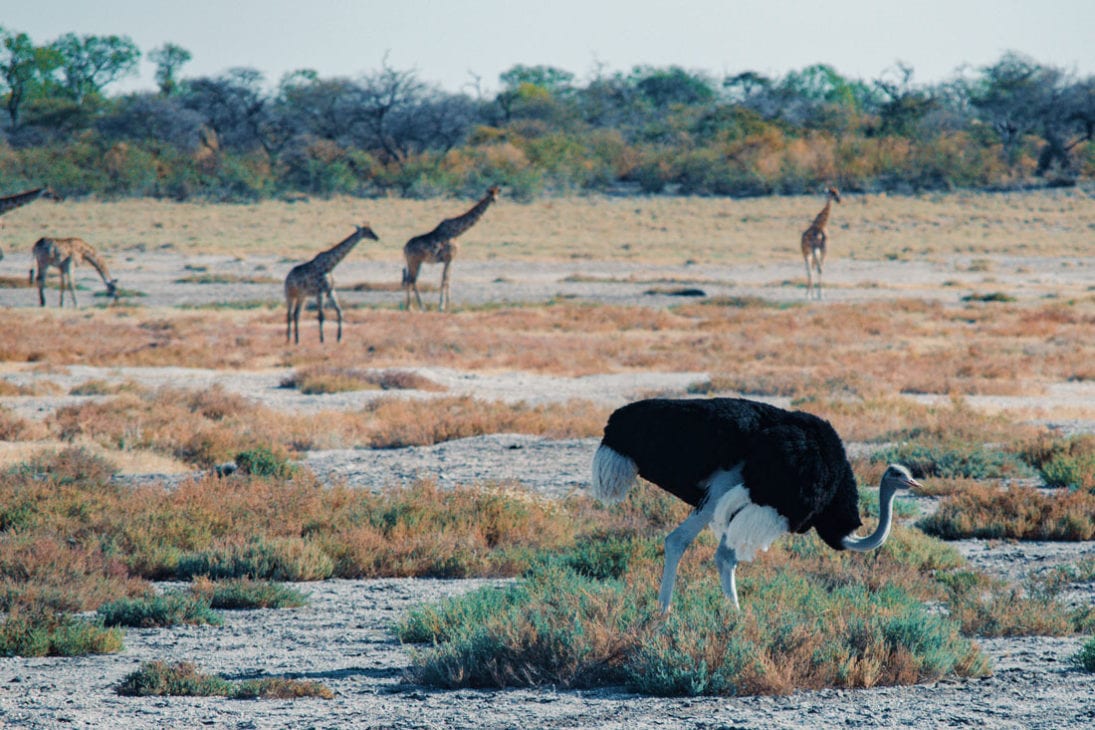 What a beautiful morning scenery with a male Ostrich in front of a Giraffe family at Etosha in Namibia © Coupleofmen.com