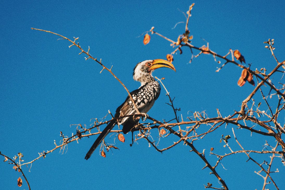 Very hard to capture on a photo, but Daan got it: The Southern yellow-billed Hornbill sitting in a tree at Etosha in Namibia © Coupleofmen.com