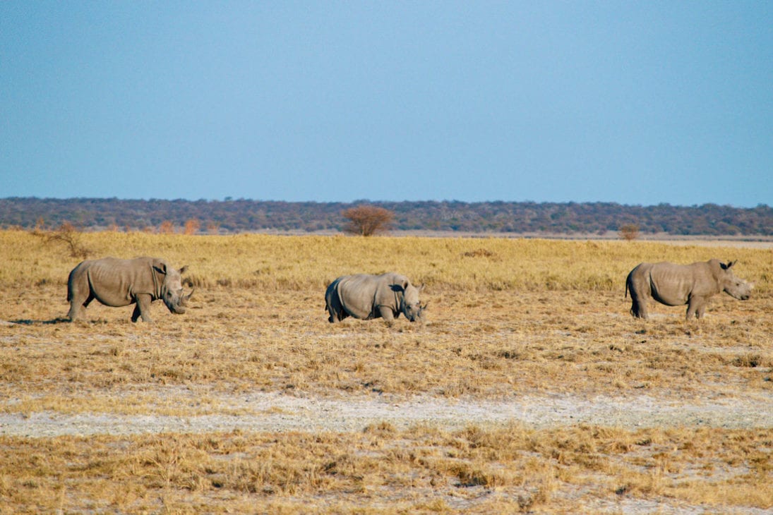 Highlight of Day 2: A White Rhinoceros Family having breakfast at Etosha in Namibia © Coupleofmen.com