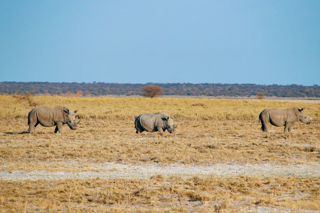 Highlight of Day 2: A White Rhinoceros Family having breakfast at Etosha in Namibia © Coupleofmen.com