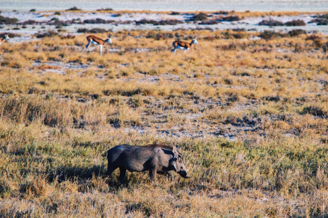 A wild boar called Warthog (or Pumba) in front of two Springboks at Etosha in Namibia © Coupleofmen.com