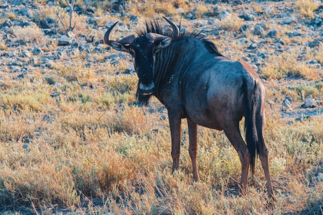 Did you know that a Gnu is also called Wildebeest? We saw some very closely at Etosha in Namibia © Coupleofmen.com
