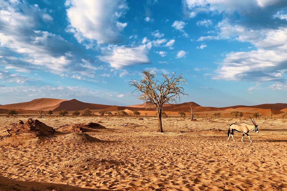 Oryx walking through the picture of the stunning landscape of Sossusvlei © Coupleofmen.com