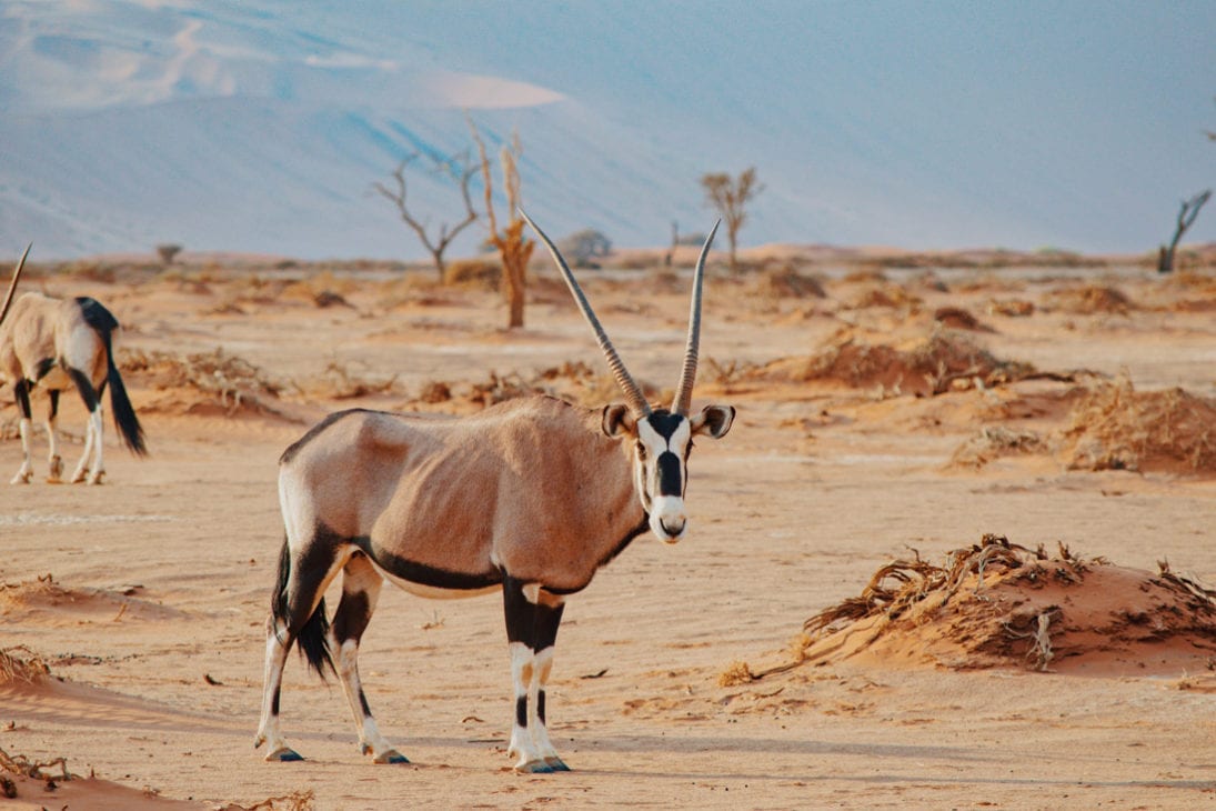 Right before we enter the Sossusvlei area (only 4x4 allowed) a group of Oryx came by to say good morning © Coupleofmen.com