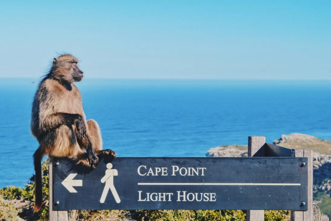 'Welcome Monkey' at the parking lot of the Cape Point Nature Reserve © Coupleofmen.com