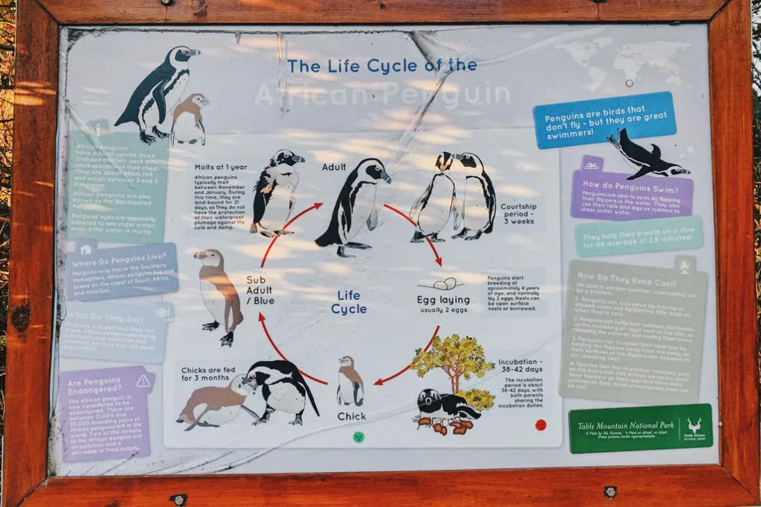 Board of the Life Cycle of the African Penguin in Cape Town © Coupleofmen.com