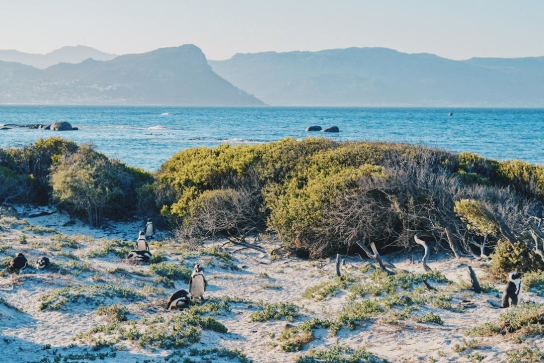 African Penguins on the Cape Peninsula with the Table Mountain Rainge in the back © Coupleofmen.com