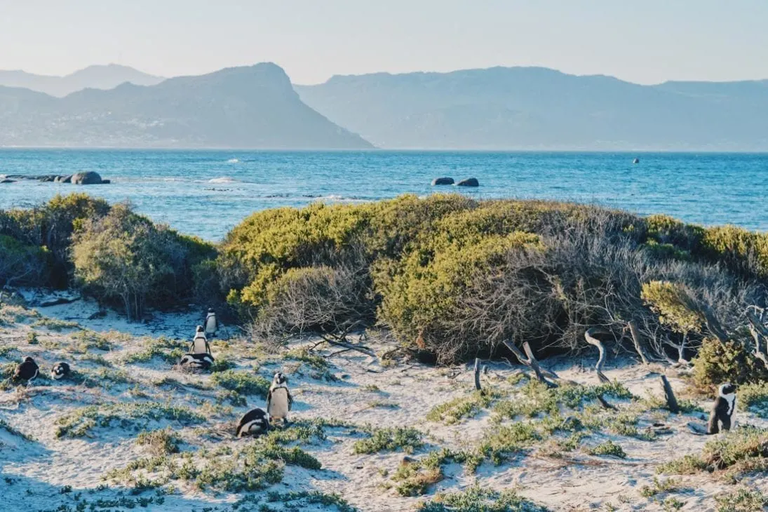 African Penguins on the Cape Peninsula with the Table Mountain Rainge in the back © Coupleofmen.com