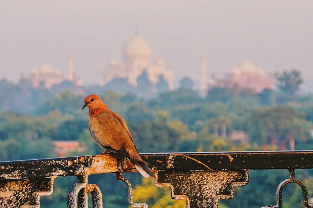 Gay Reise Indien Bird sitting on the rooftop terrace in front of the Taj Mahal © Coupleofmen.com