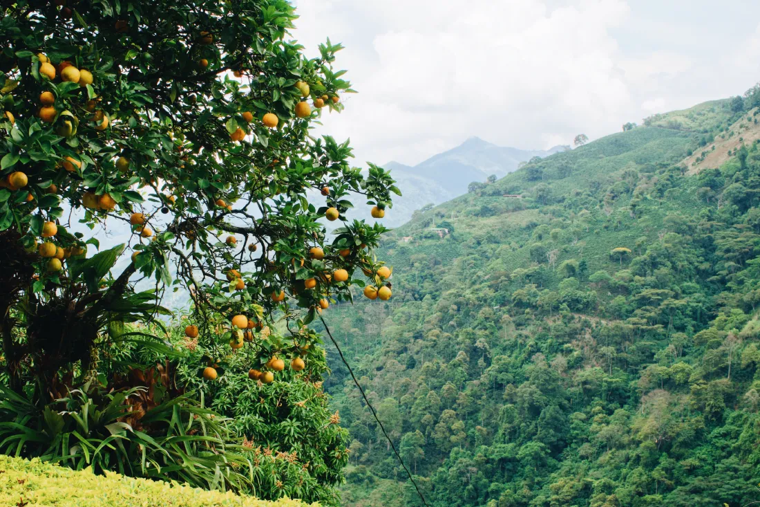 Arrived in coffee paradise in the Colombian mountains © Coupleofmen.com