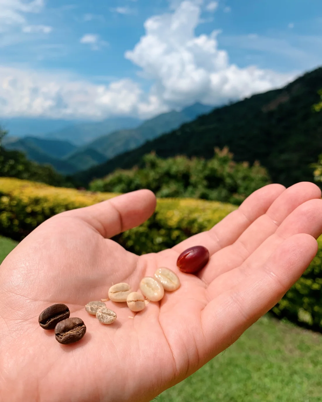 All in one hand: From coffee beans to roasted coffee in Colombia © Coupleofmen.com