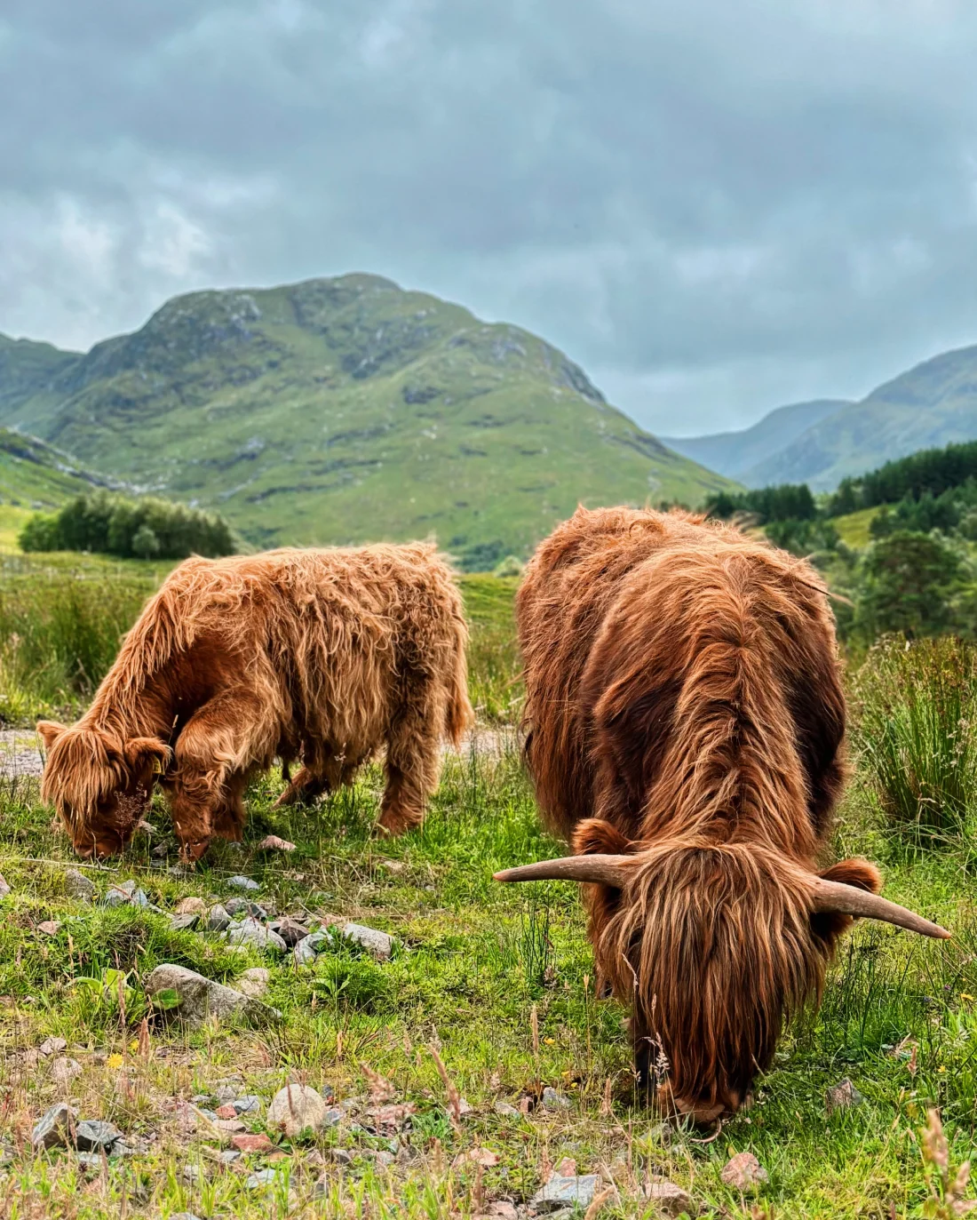 No Scotland visit would be perfect without meeting Scottish Highland cows © Coupleofmen.com