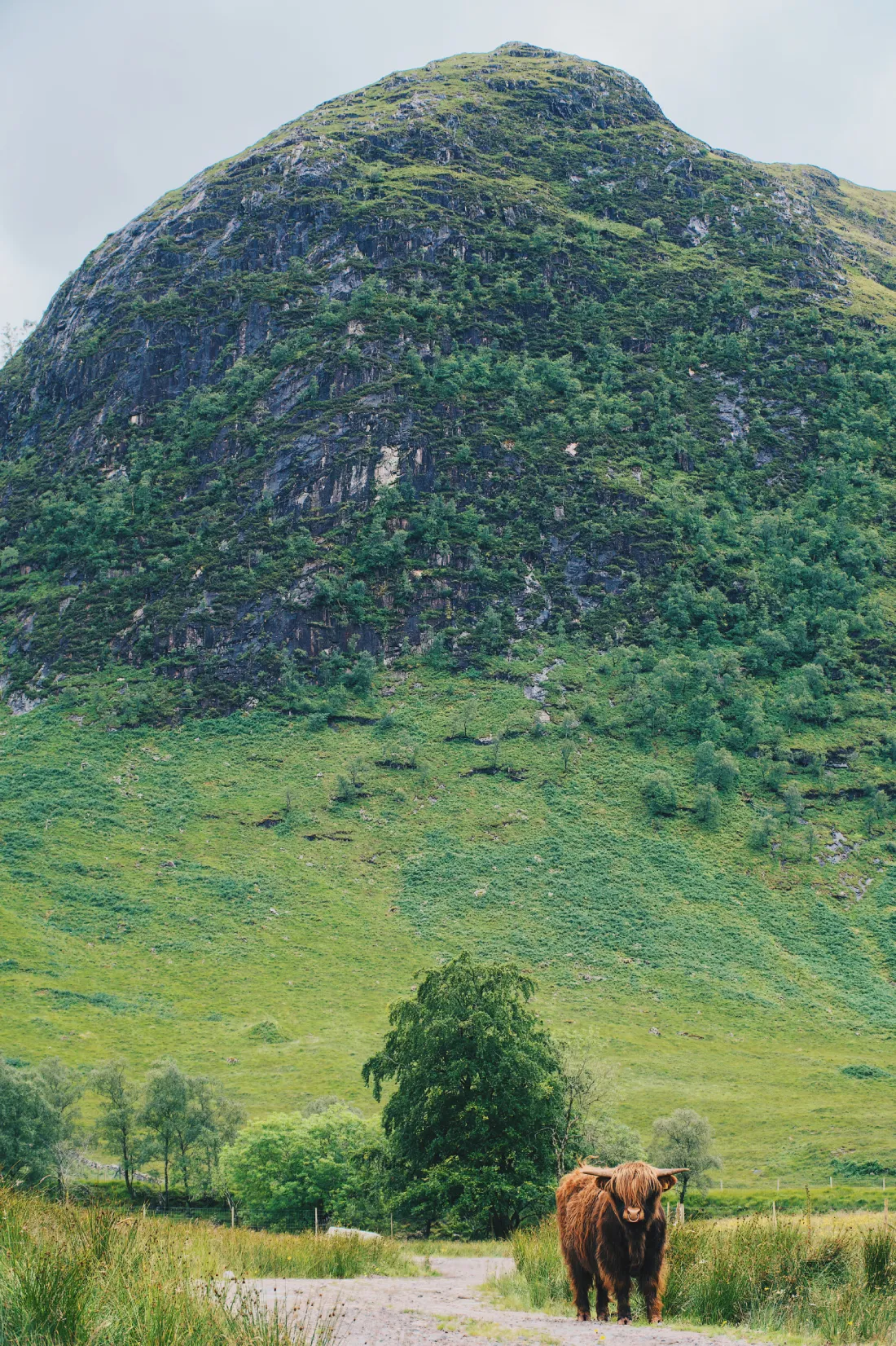 Scottish Highlanders are just so cute and photogenic © Coupleofmen.com