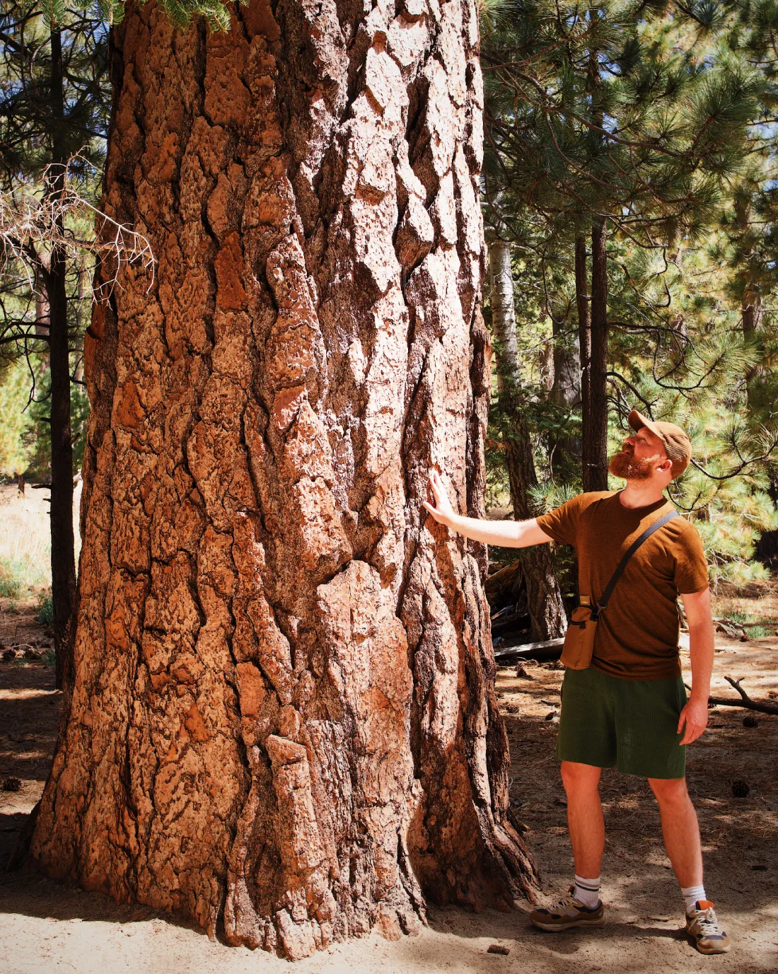 Gigantic trees at Mount San Jacinto State Park Palm Springs © Coupleofmen.com